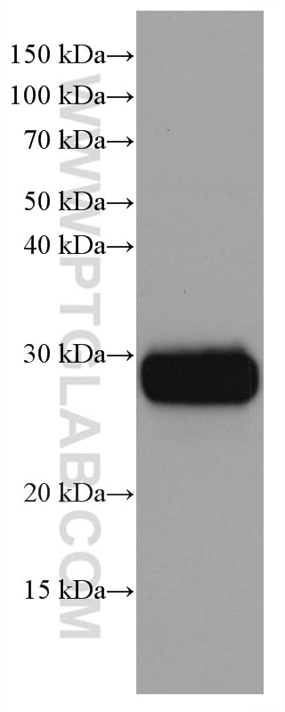 Western Blot (WB) analysis of pig spleen tissue using CD90 Monoclonal antibody (66766-1-Ig)