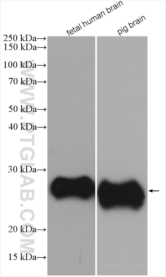 Western Blot (WB) analysis of various lysates using CD90 Monoclonal antibody (66766-1-Ig)
