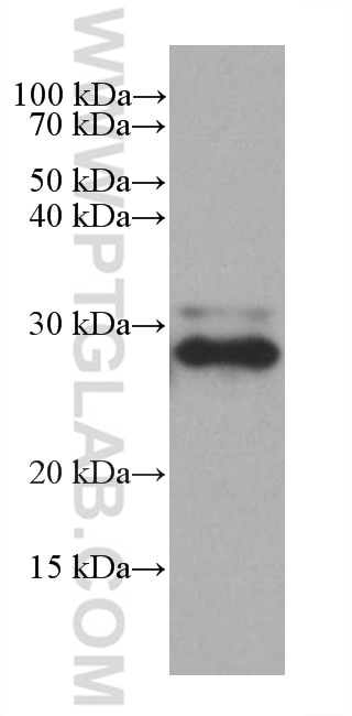 Western Blot (WB) analysis of pig colon tissue using CD90 Monoclonal antibody (66766-1-Ig)