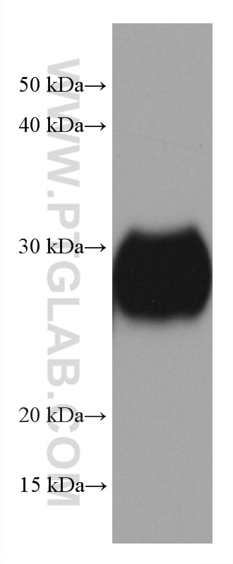 Western Blot (WB) analysis of rabbit brain tissue using CD90 Monoclonal antibody (66766-1-Ig)