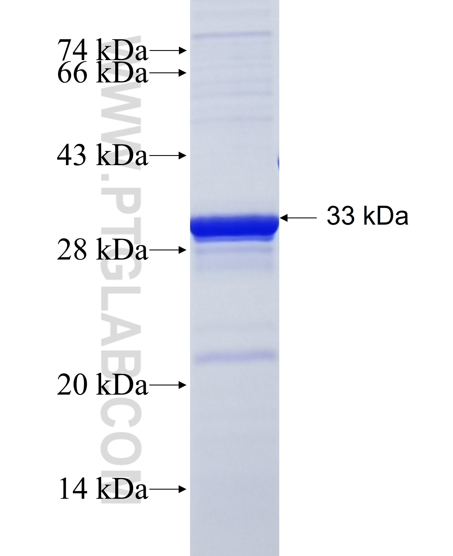 CD90 fusion protein Ag25603 SDS-PAGE