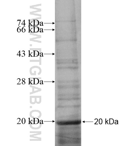CD90 fusion protein Ag12076 SDS-PAGE