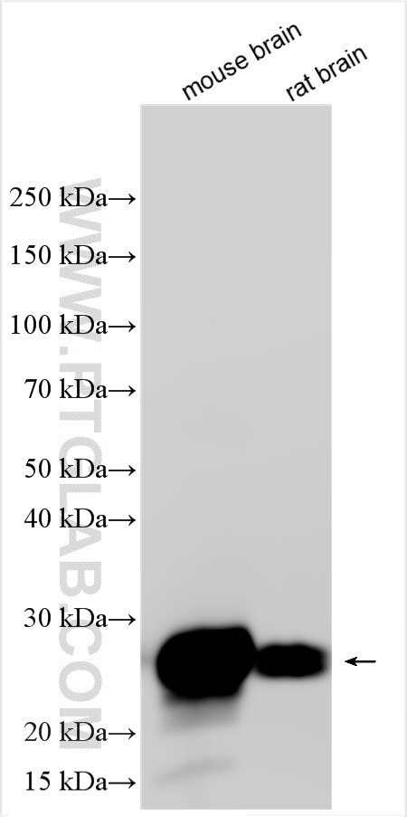 Western Blot (WB) analysis of mouse brain tissue using CD90/Thy1 Polyclonal antibody (31723-1-AP)