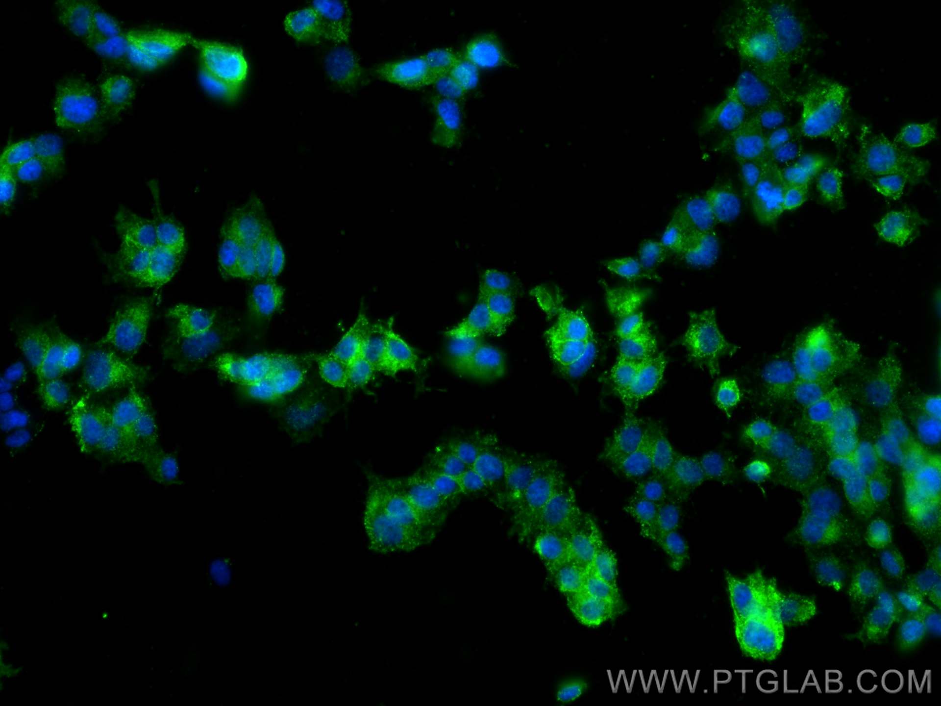 Immunofluorescence (IF) / fluorescent staining of PC-12 cells using CD90/Thy1 Polyclonal antibody (31949-1-AP)