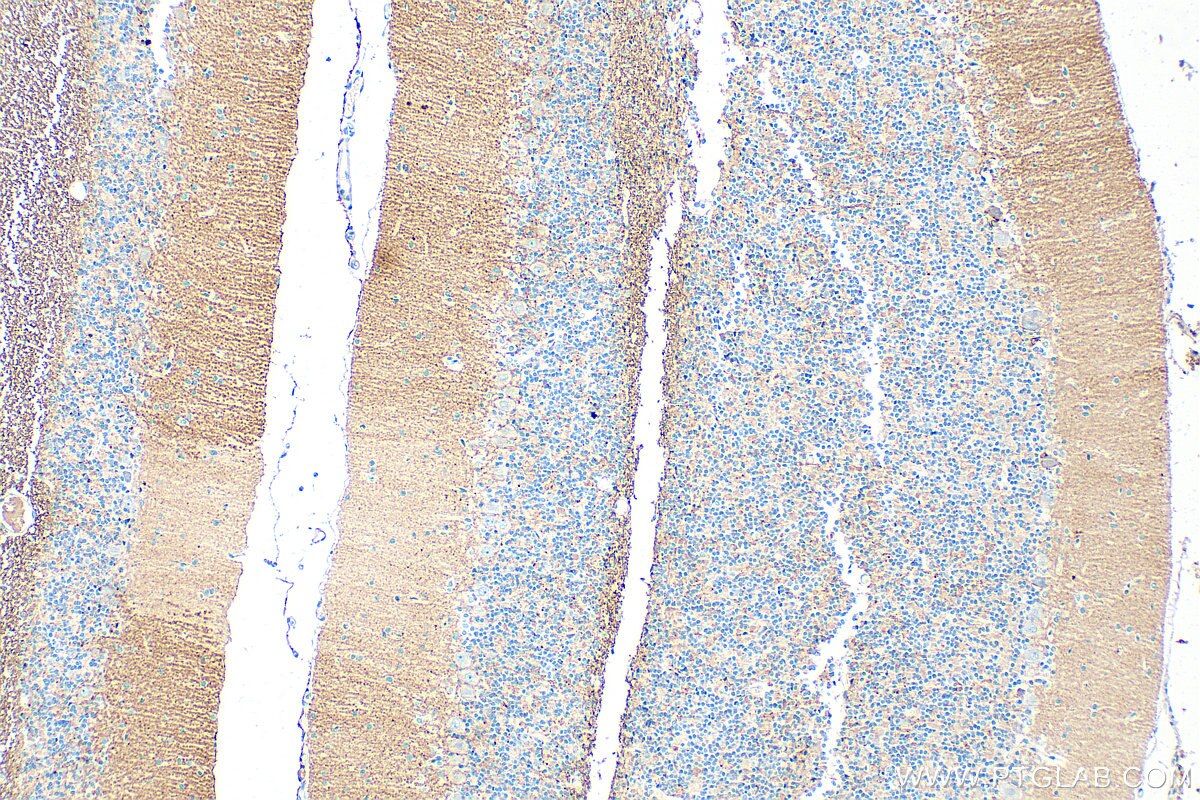Immunohistochemistry (IHC) staining of rat cerebellum tissue using CD90 Polyclonal antibody (31949-1-AP)