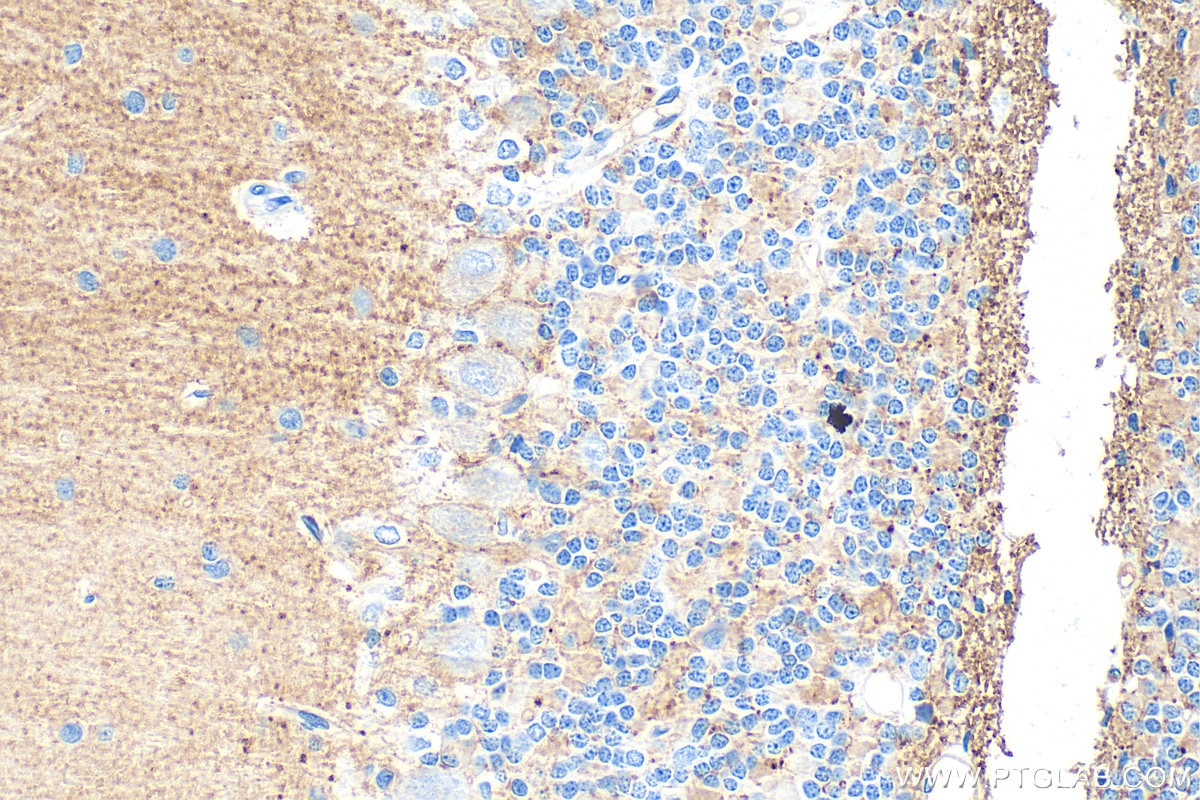 Immunohistochemistry (IHC) staining of rat cerebellum tissue using CD90 Polyclonal antibody (31949-1-AP)