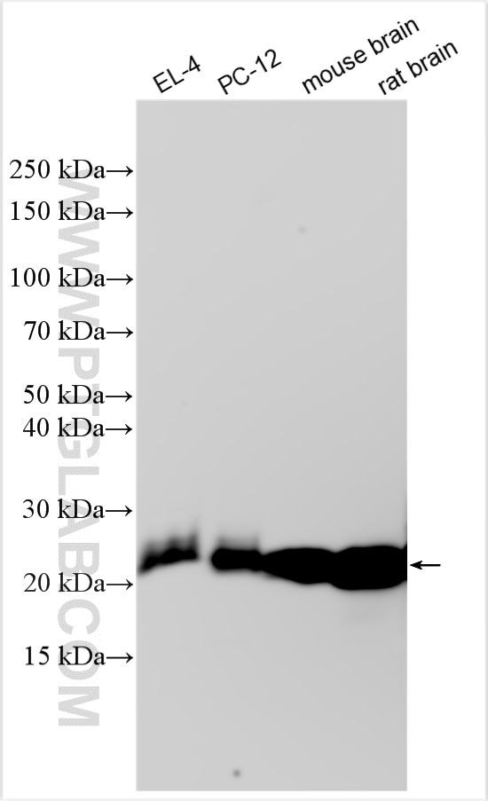 Western Blot (WB) analysis of various lysates using CD90/Thy1 Polyclonal antibody (31949-1-AP)