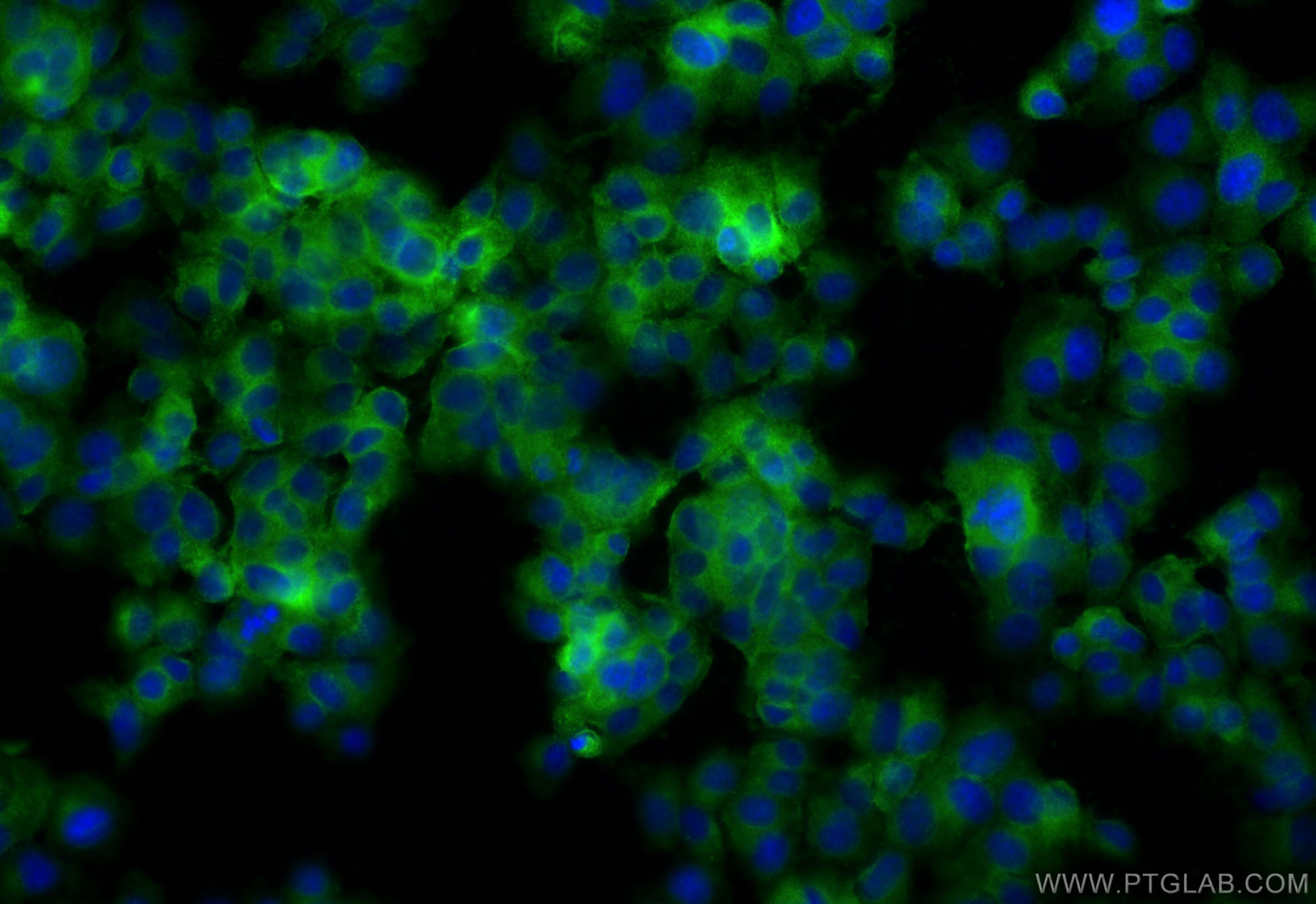 Immunofluorescence (IF) / fluorescent staining of PC-12 cells using CoraLite® Plus 488-conjugated CD90/Thy1 Recombinan (CL488-84206-3)