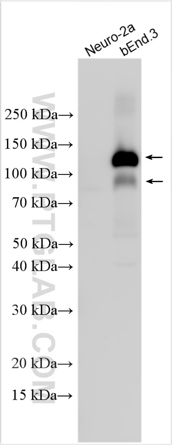 WB analysis using 33313-1-AP Western Blot (WB) analysis of various lysates using CD93 Polyclonal antibody (33313-1-AP)
