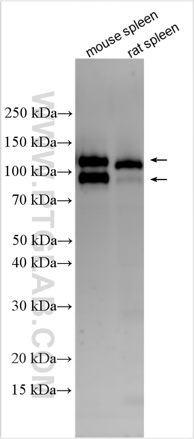 WB analysis using 33313-1-AP Western Blot (WB) analysis of various lysates using CD93 Polyclonal antibody (33313-1-AP)