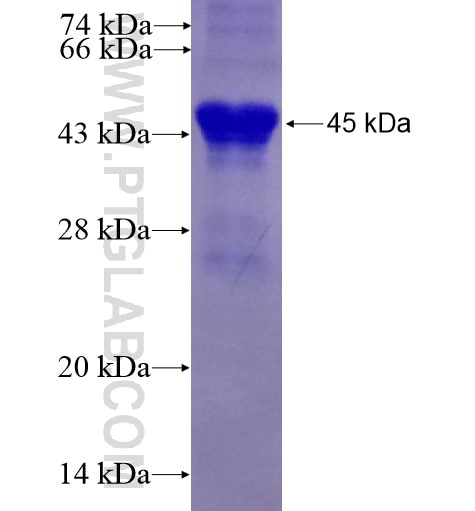CD93 fusion protein Ag6268 SDS-PAGE