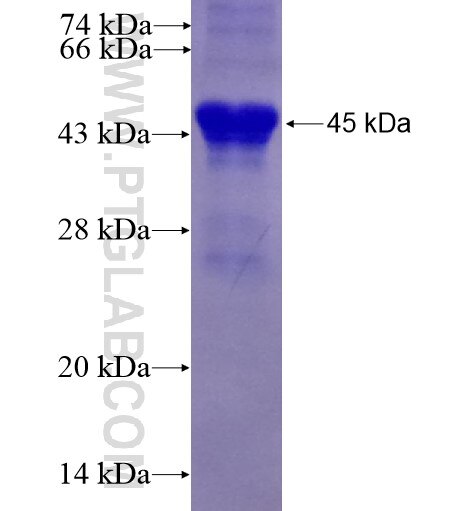 CD93 fusion protein Ag6268 SDS-PAGE