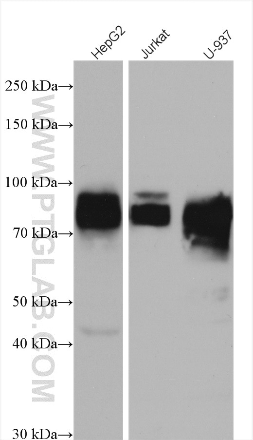 Western Blot (WB) analysis of various lysates using CD97 Polyclonal antibody (13071-1-AP)