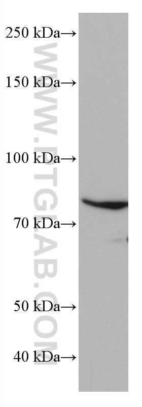 WB analysis of HL-60 using 66972-1-Ig