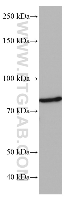 WB analysis of DC2.4 using 66972-1-Ig