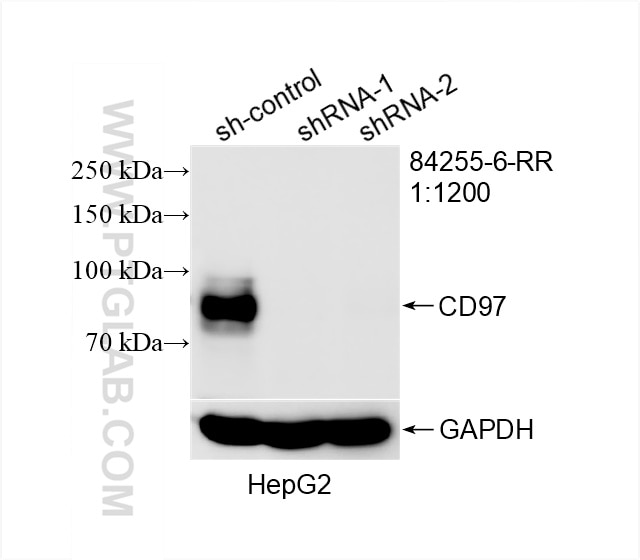 Western Blot (WB) analysis of HepG2 cells using CD97 Recombinant antibody (84255-6-RR)