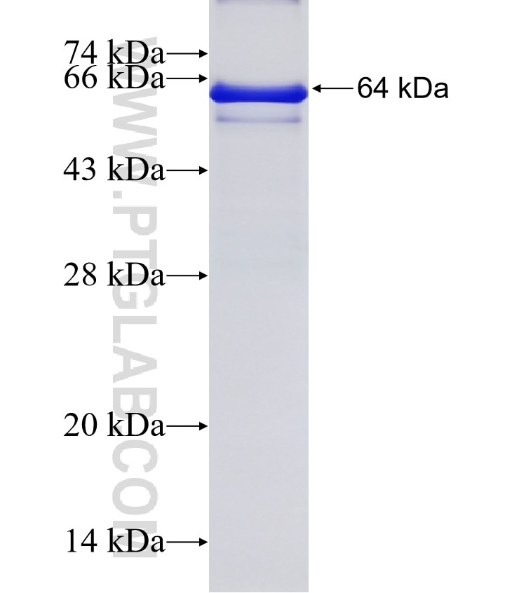 CD97 fusion protein Ag3745 SDS-PAGE