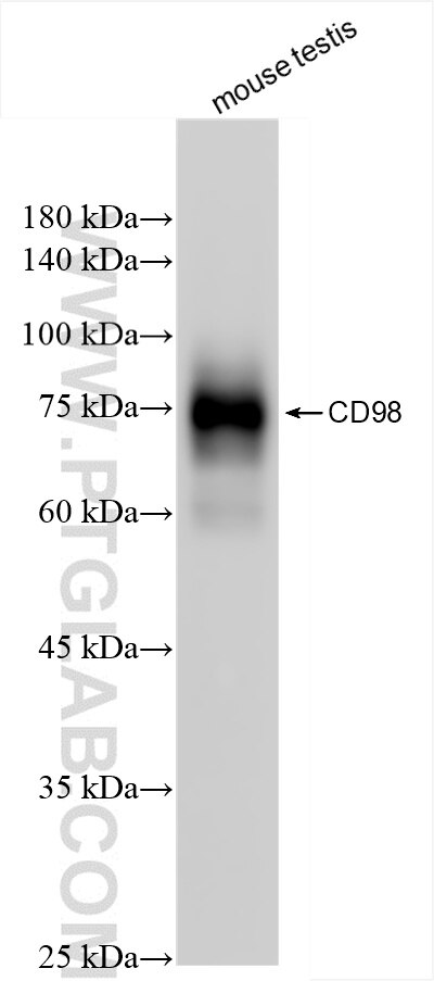Western Blot (WB) analysis of mouse testis tissue using CD98 Recombinant antibody (84040-7-RR)