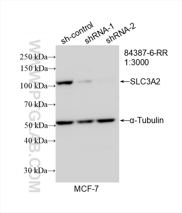 WB result of CD98/SLC3A2 antibody (84387-6-RR; 1:3000; incubated at room temperature for 1.5 hours) with sh-Control and sh-CD98/SLC3A2 transfected MCF-7 cells. This data was developed using the same antibody clone with 84387-6-PBS in a different storage buffer formulation. Western Blot (WB) analysis of MCF-7 cells using CD98/SLC3A2 Recombinant monoclonal antibody (84387-6-RR)