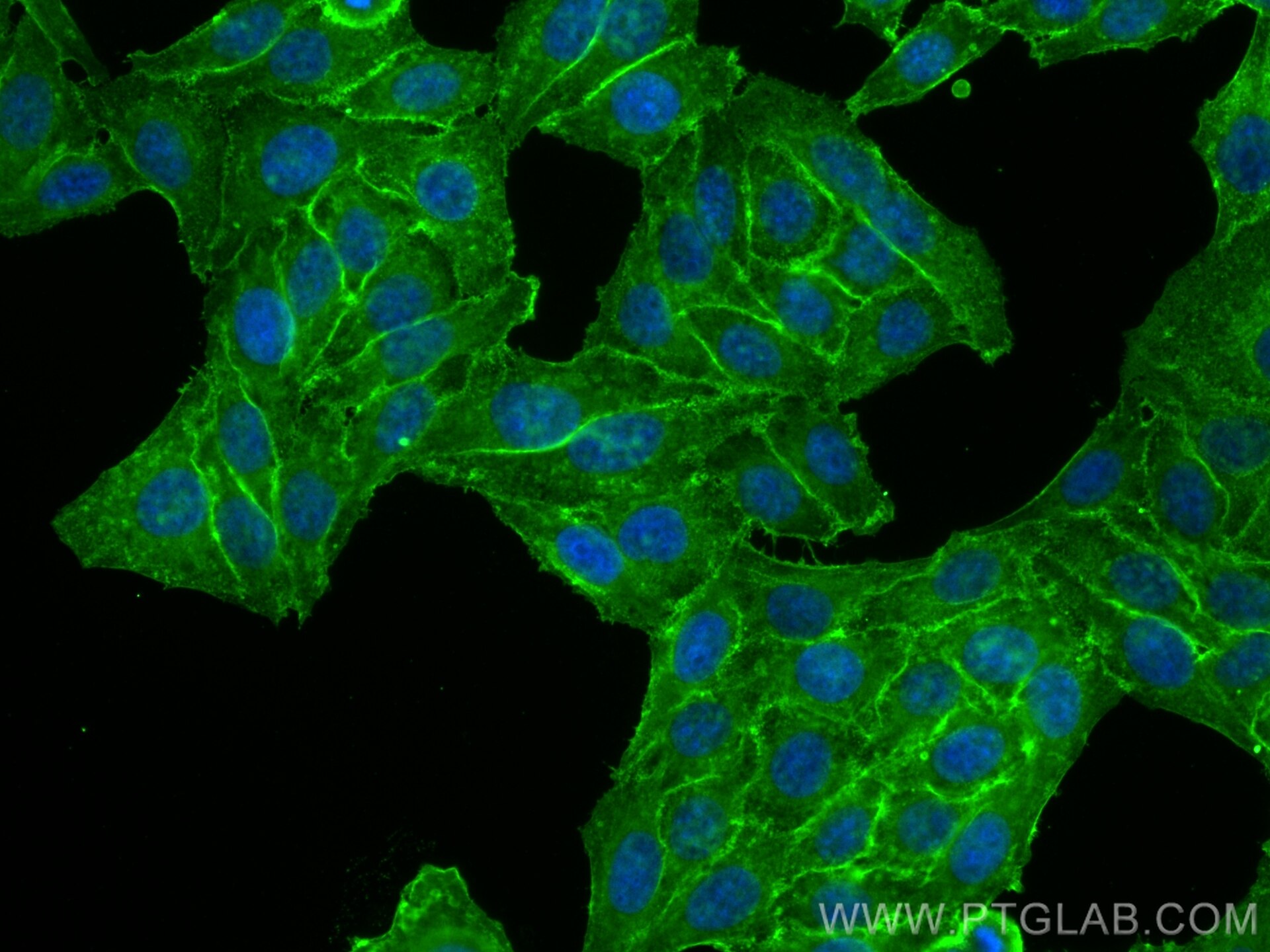 Immunofluorescence (IF) / fluorescent staining of HepG2 cells using CD98/SLC3A2 Polyclonal antibody (32010-1-AP)