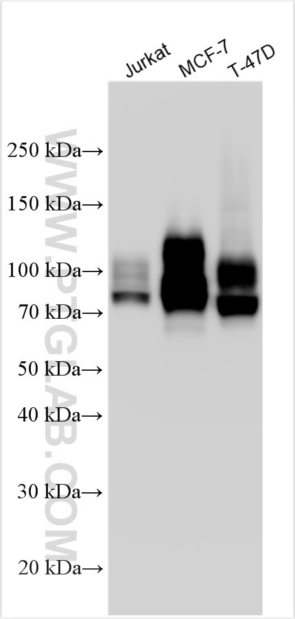 Western Blot (WB) analysis of various lysates using CD98/SLC3A2 Polyclonal antibody (32010-1-AP)