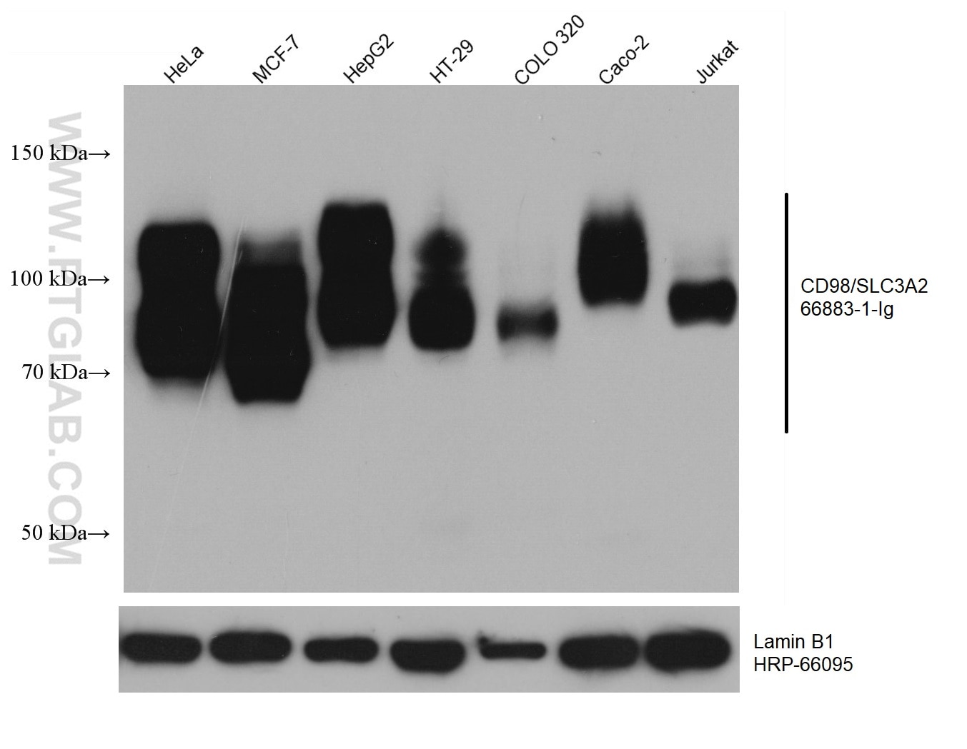 Western Blot (WB) analysis of various lysates using CD98/SLC3A2 Monoclonal antibody (66883-1-Ig)