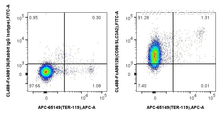 FC experiment of mouse splenocytes using CL488-FcA98128 Flow cytometry (FC) experiment of mouse splenocytes using FcZero-rAb® CoraLite® Plus 488 Anti-Mouse CD98/SLC (CL488-FcA98128)