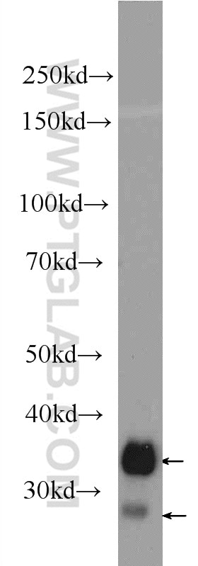 Western Blot (WB) analysis of U-937 cells using CD99 Polyclonal antibody (23079-1-AP)