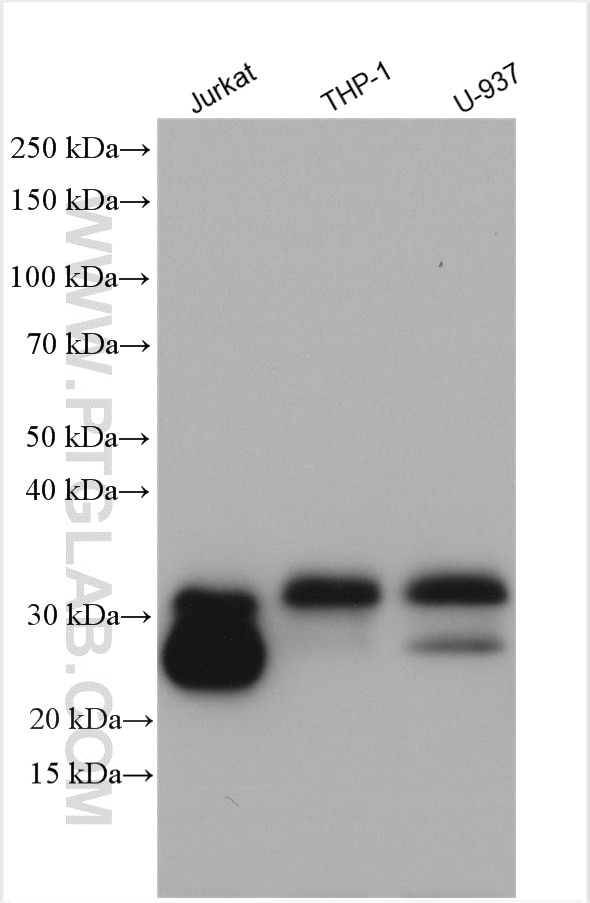 Western Blot (WB) analysis of various lysates using CD99 Polyclonal antibody (23079-1-AP)