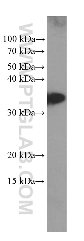 Western Blot (WB) analysis of HeLa cells using CD99 Monoclonal antibody (60354-1-Ig)