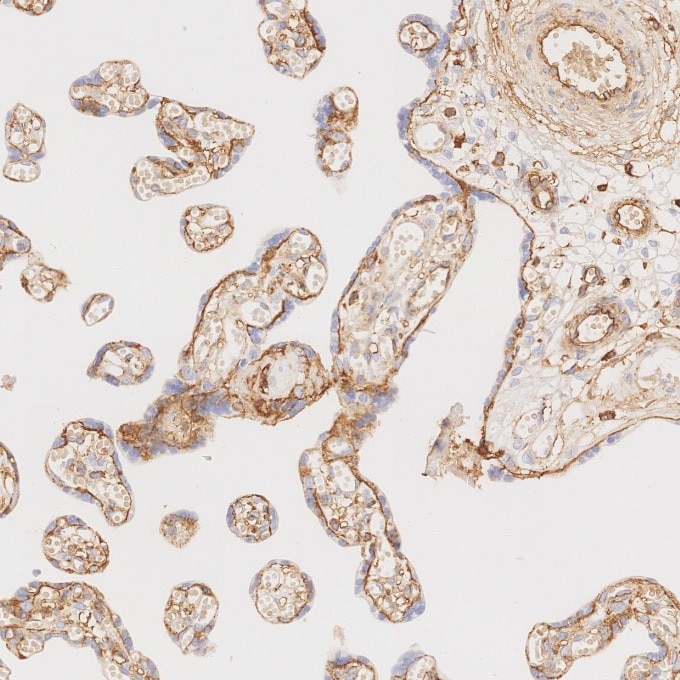 Immunohistochemistry (IHC) staining of human placenta tissue using CD99 Recombinant monoclonal antibody (84580-4-RR)
