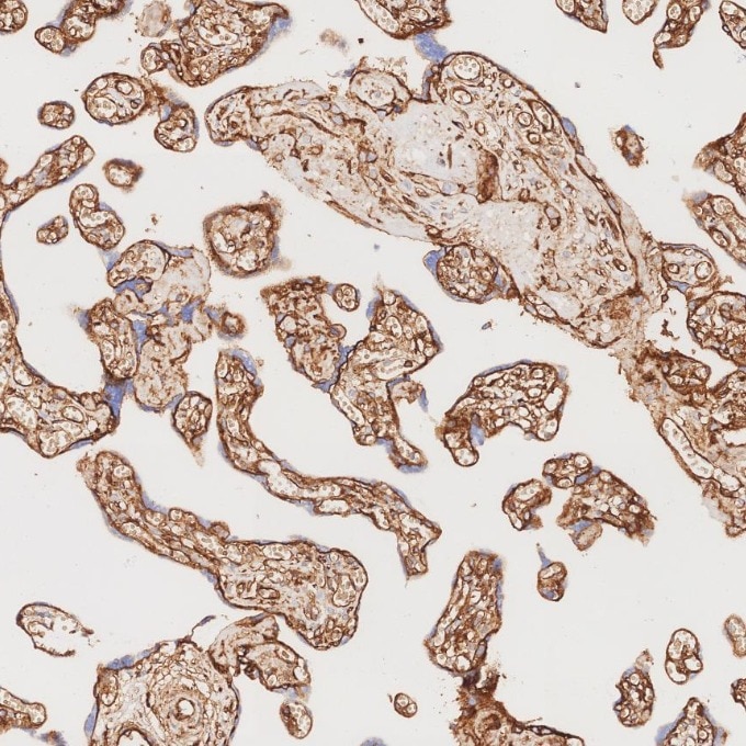Immunohistochemistry (IHC) staining of human placenta tissue using CD99 Recombinant monoclonal antibody (84580-4-RR)