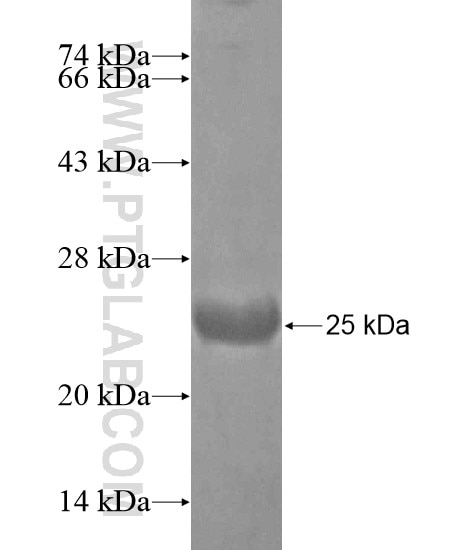 CD99 fusion protein Ag19474 SDS-PAGE