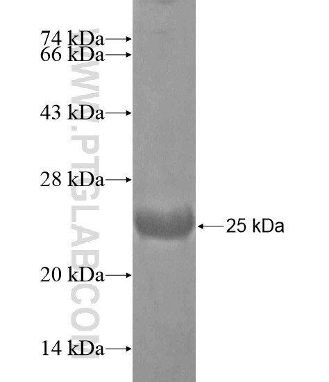 CD99 fusion protein Ag19474 SDS-PAGE