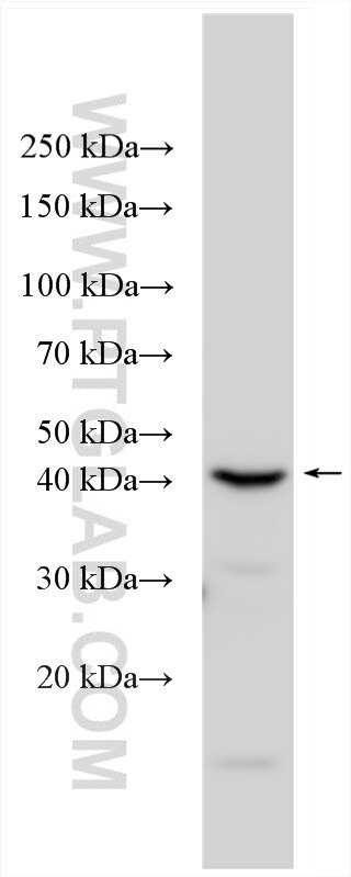 Western Blot (WB) analysis of HUVEC cells using CD99L2 Polyclonal antibody (13732-1-AP)