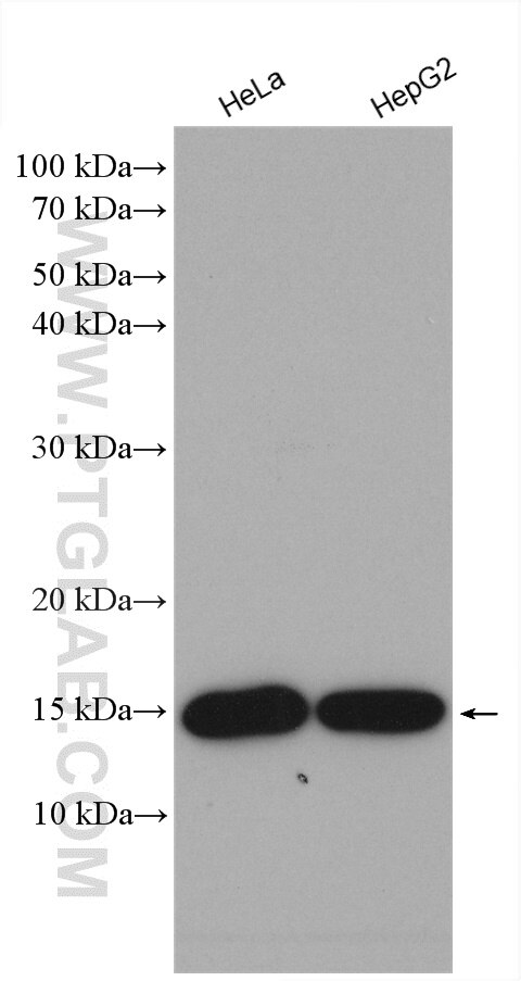 Western Blot (WB) analysis of various lysates using CDA Polyclonal antibody (28579-1-AP)