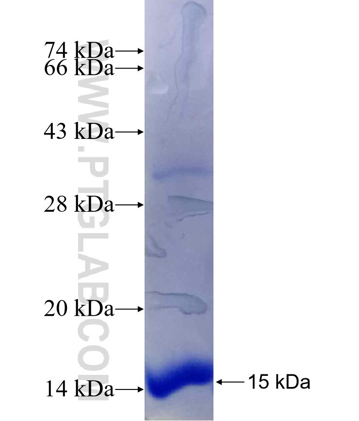 CDA fusion protein Ag29515 SDS-PAGE