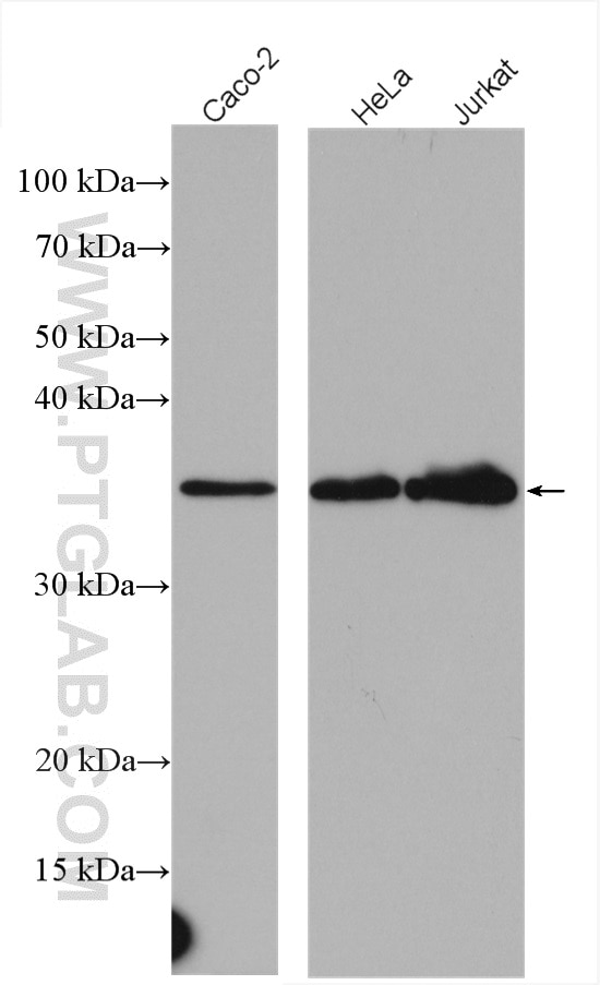 Western Blot (WB) analysis of various lysates using CDC123/C10orf7 Polyclonal antibody (28178-1-AP)