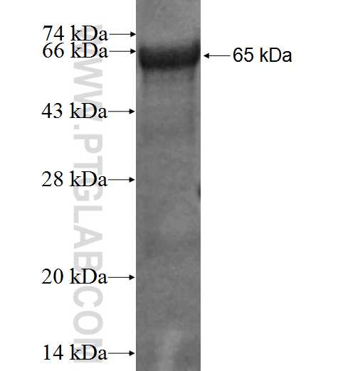 CDC123 fusion protein Ag0925 SDS-PAGE