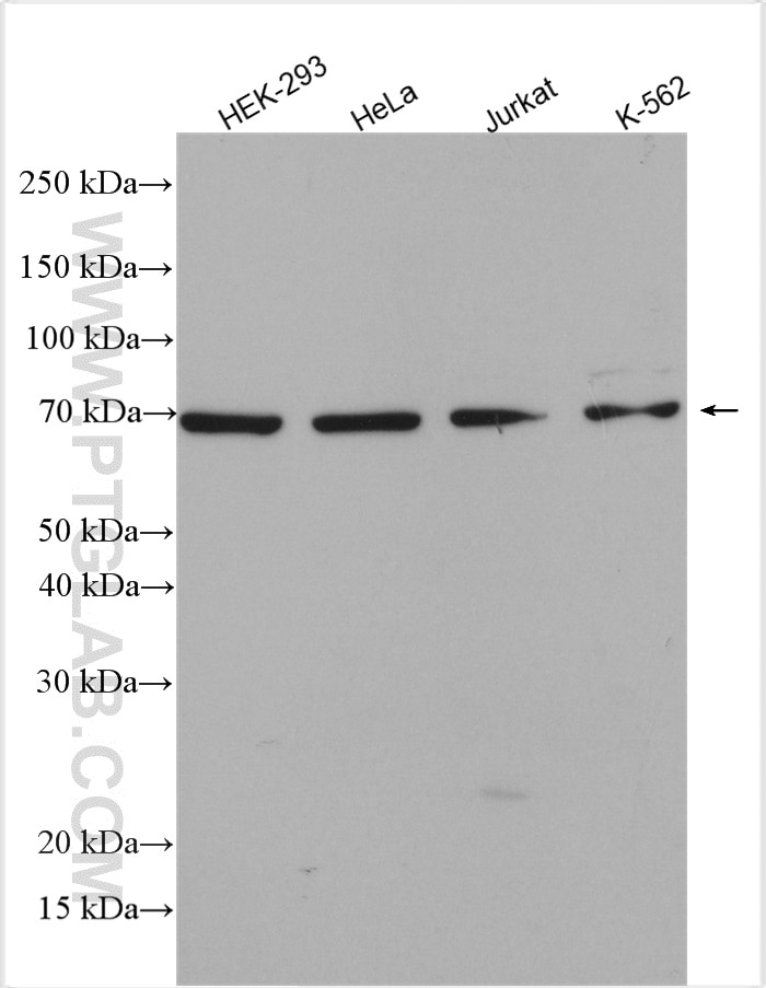 Western Blot (WB) analysis of various lysates using CDC16/APC6 Polyclonal antibody (14307-1-AP)