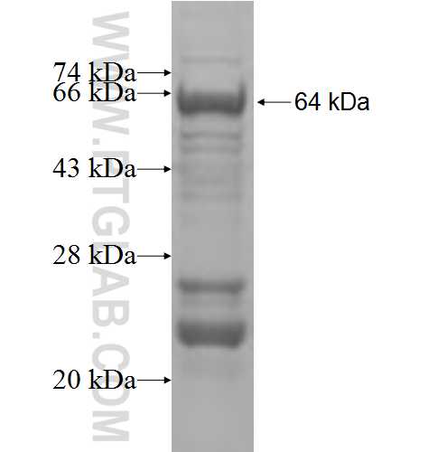 CDC16 fusion protein Ag5427 SDS-PAGE