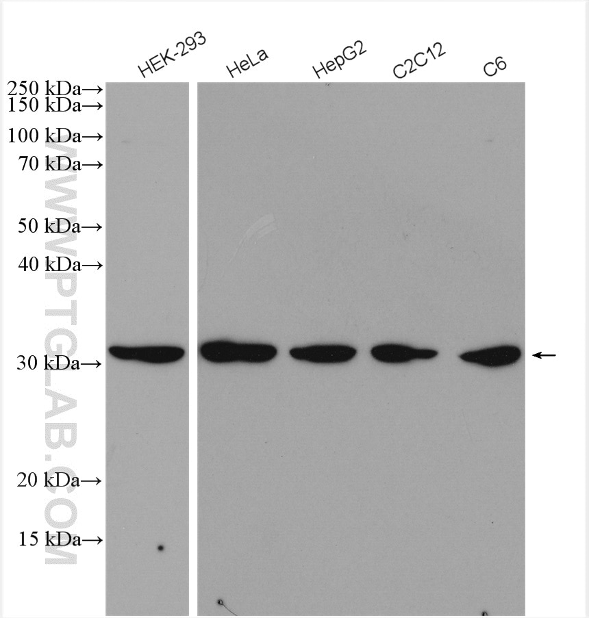 Western Blot (WB) analysis of various lysates using CDK1-Specific Polyclonal antibody (19532-1-AP)