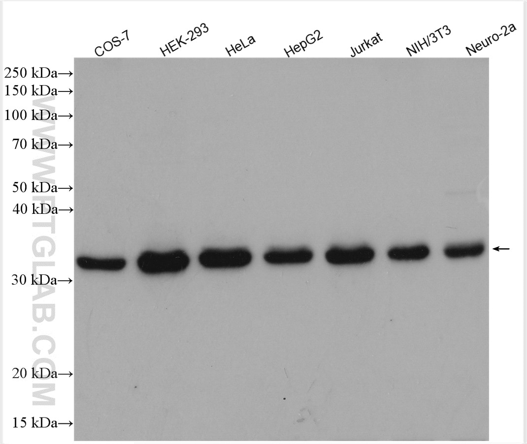 Western Blot (WB) analysis of various lysates using CDK1-Specific Polyclonal antibody (19532-1-AP)