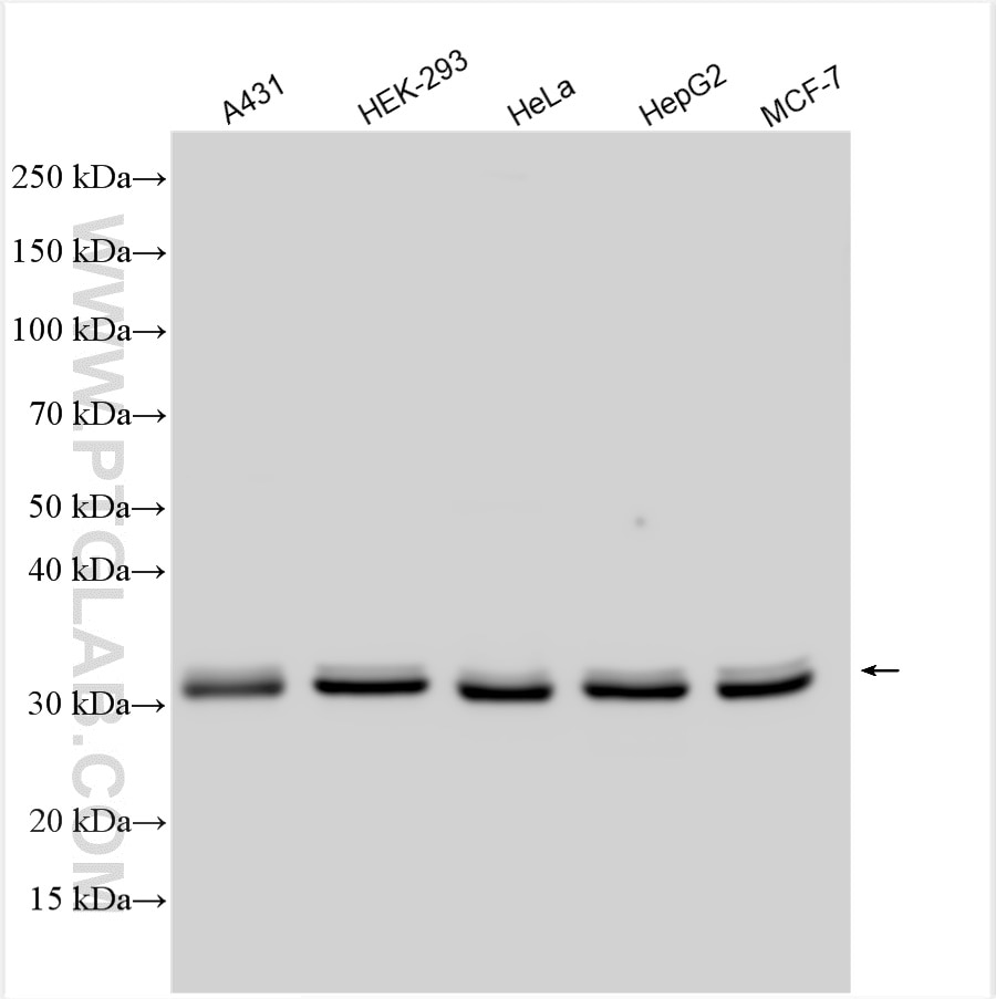 Western Blot (WB) analysis of various lysates using CDK1-Specific Polyclonal antibody (19532-1-AP)