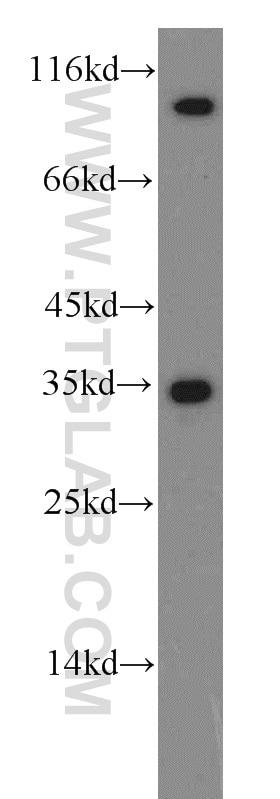 CDK1-Specific Polyclonal antibody