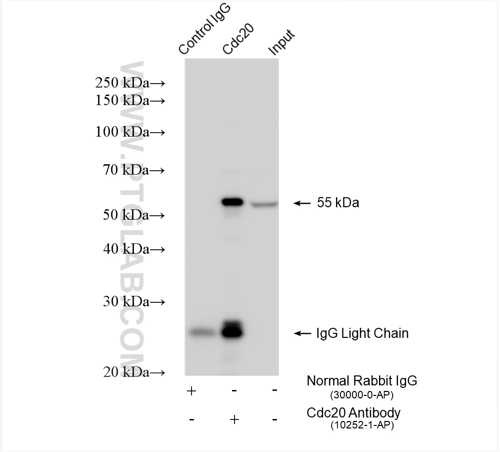 Immunoprecipitation (IP) experiment of Jurkat cells using Cdc20 Polyclonal antibody (10252-1-AP)