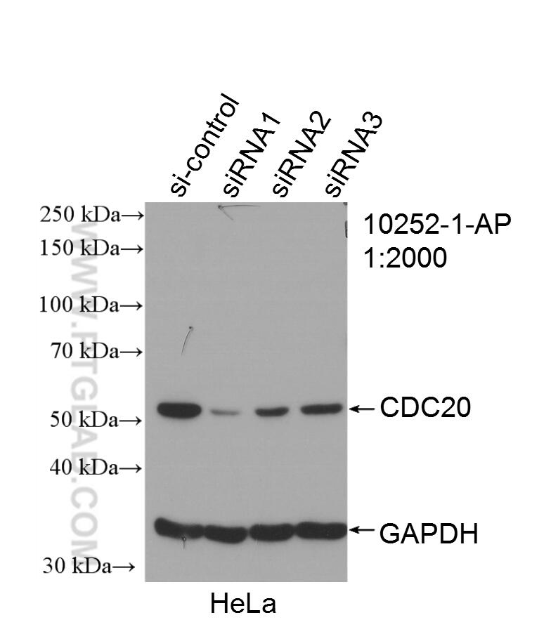 Western Blot (WB) analysis of HeLa cells using Cdc20 Polyclonal antibody (10252-1-AP)