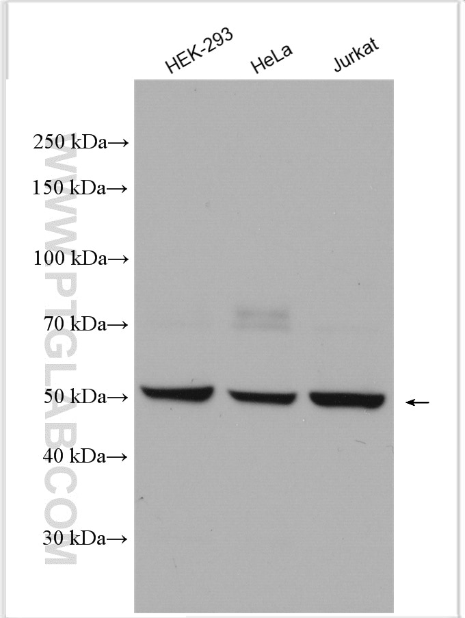 Western Blot (WB) analysis of various lysates using Cdc20 Polyclonal antibody (10252-1-AP)