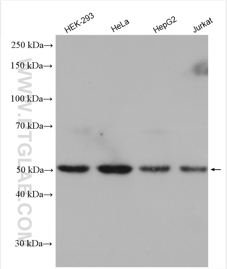 Western Blot (WB) analysis of various lysates using Cdc20 Polyclonal antibody (10252-1-AP)