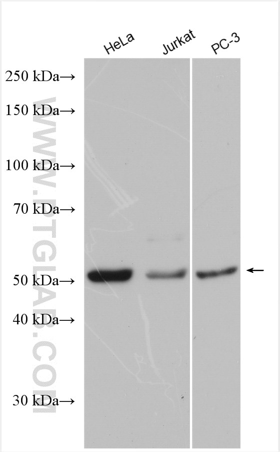 Western Blot (WB) analysis of various lysates using Cdc20 Polyclonal antibody (10252-1-AP)